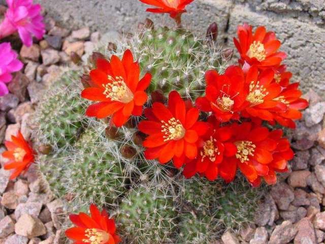 Rebutia_deminuta